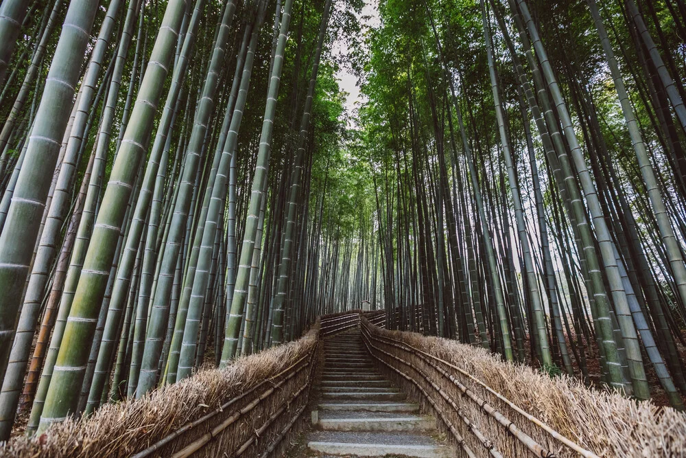 camino a través de un bosque de bambú - Fineart fotografía de Leander Nardin