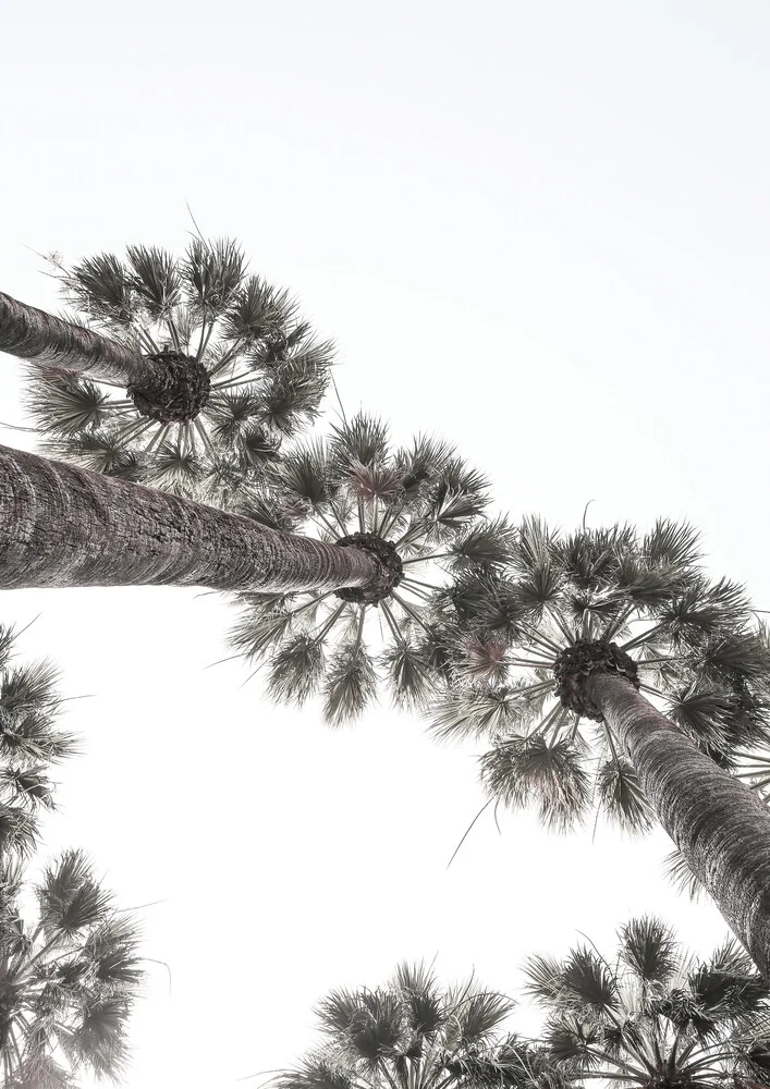 Bodrum Palms - Fotografía artística de Shot By Clint