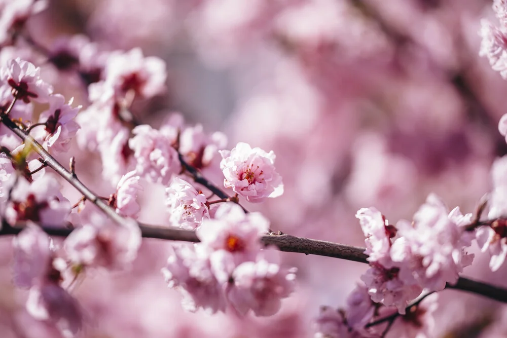 Flores de cerezo bajo el sol primaveral - Fotografía artística de Nadja Jacke