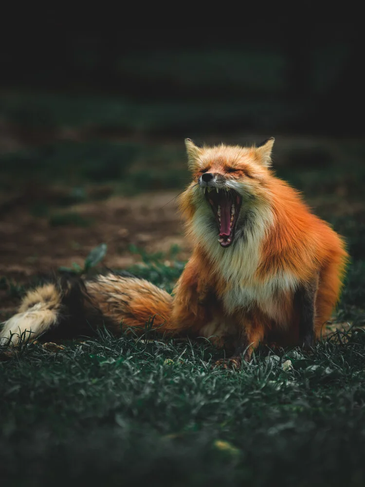 ¿Qué dice el zorro? - fotokunst de Kristof Göttling