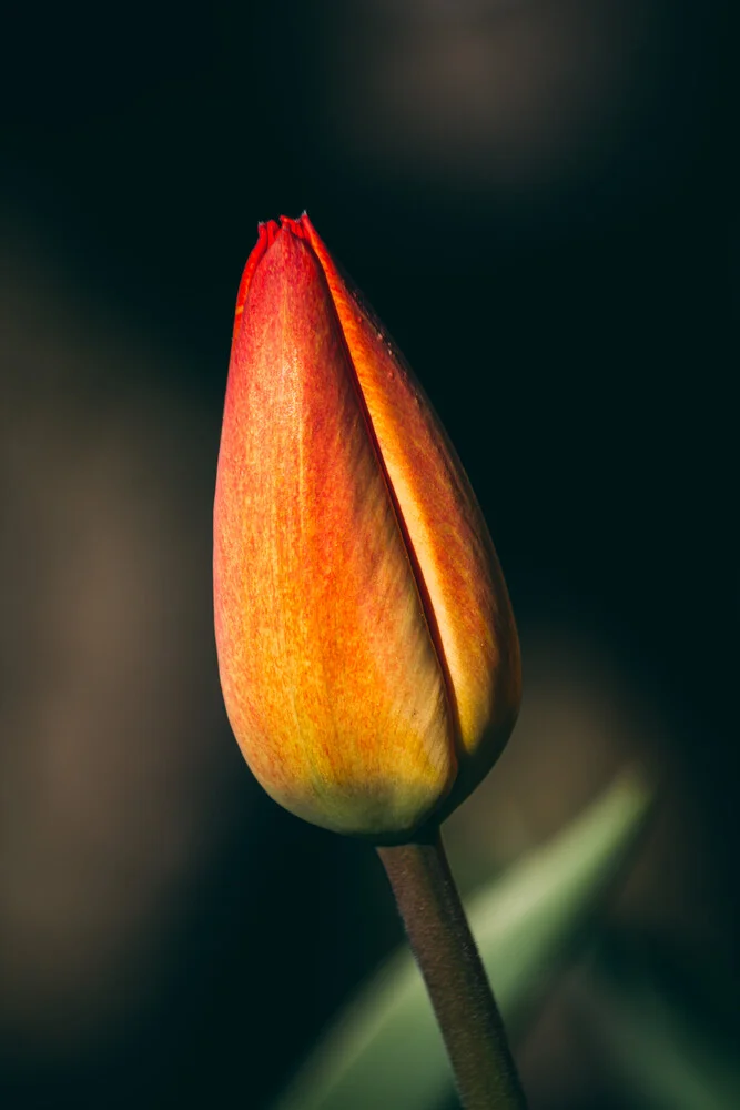 Tulip Bud - Fotografía artística de Björn Witt