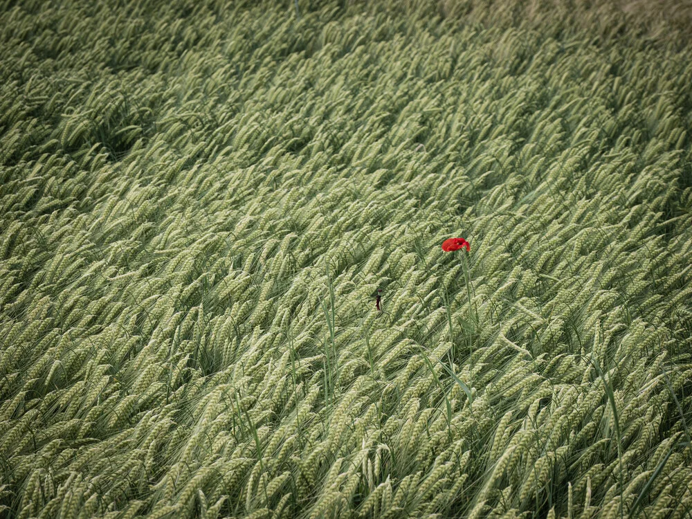 Flor solitaria en un campo de cereales - Fotografía artística de Bernd Grosseck