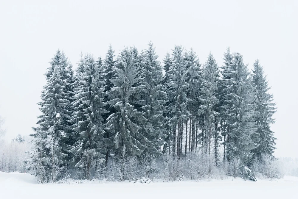 Un pequeño bosque nevado - Fotografía artística de Pekka Liukkonen