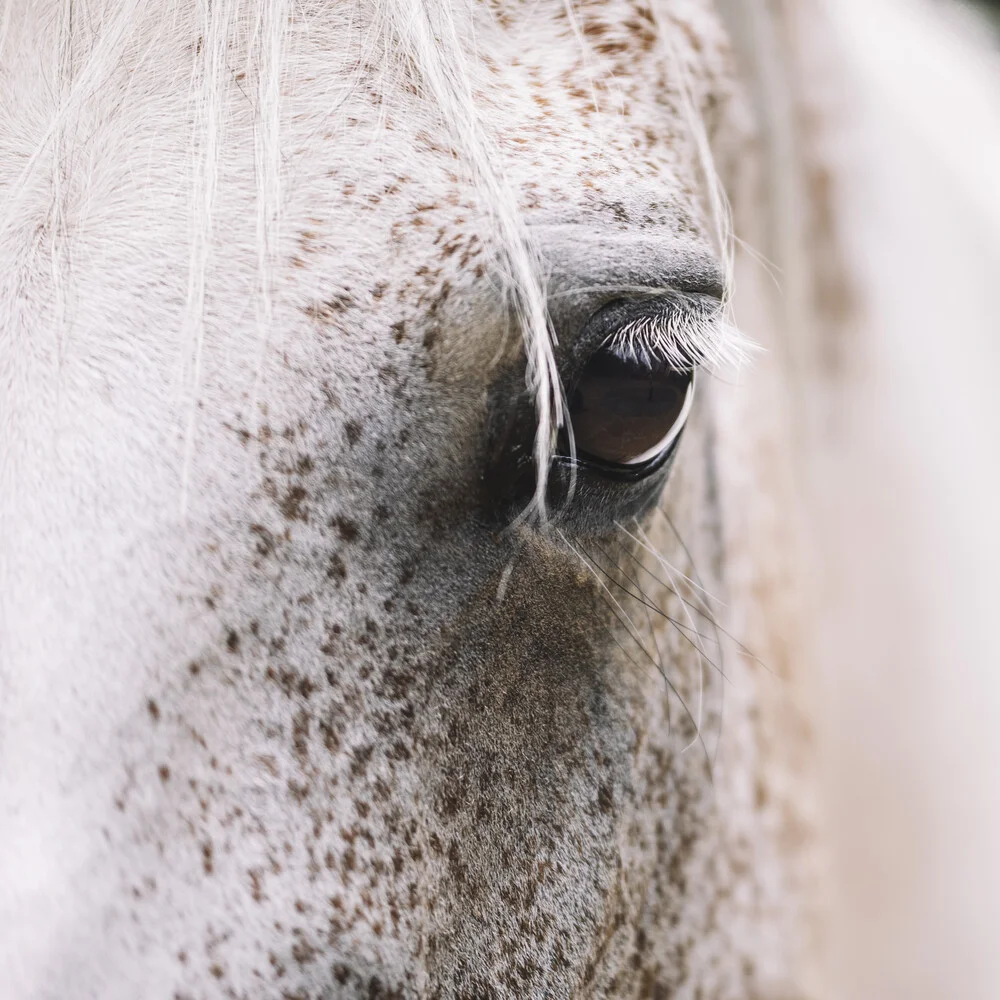Ojo de un caballo - Fotografía artística de Nadja Jacke