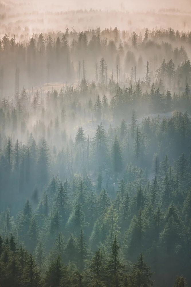 Niebla del bosque de Oregón - Fotografía artística de AJ Schokora