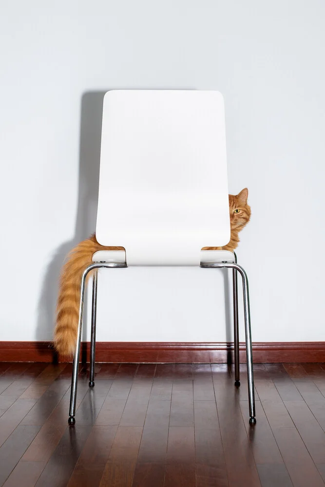 Chair Cat - Fotografía artística de AJ Schokora