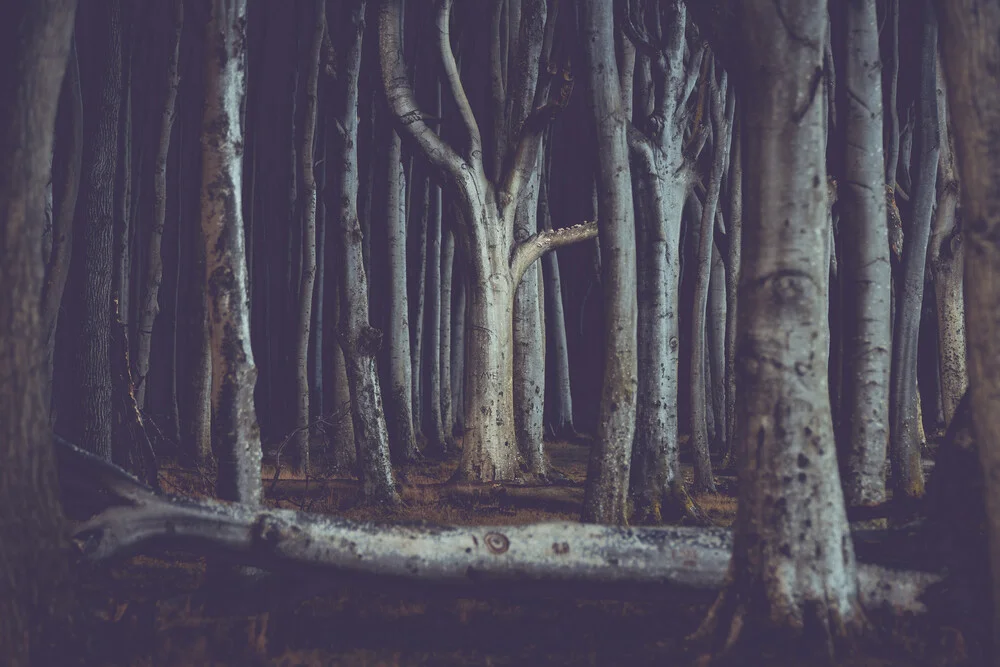Magic ghost woods I - Fotografía artística de Franz Sussbauer