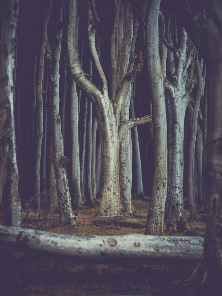 Magic ghost woods II - Fotografía artística de Franz Sussbauer