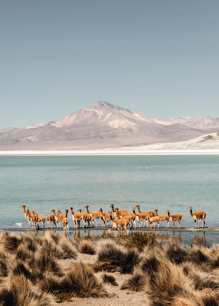 Rebaño de vicuñas - fotokunst von Felix Dorn