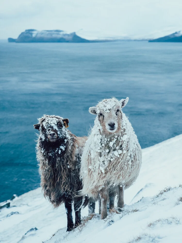 Sheep Buddies - Fotografía artística de Lennart Pagel