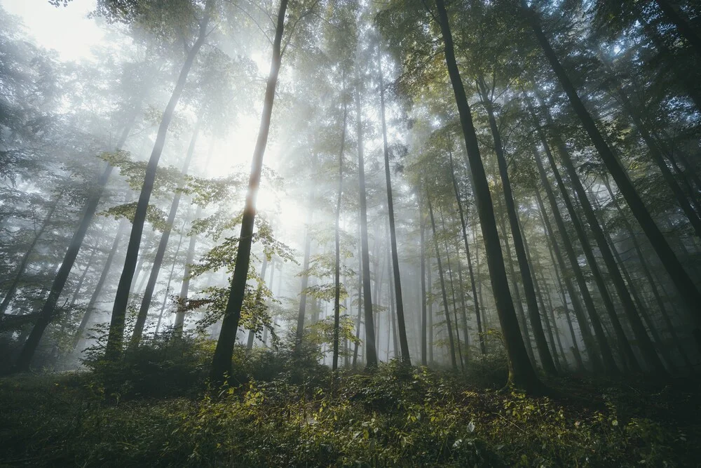 Terapia de bosque - fotografía de Patrick Monatsberger