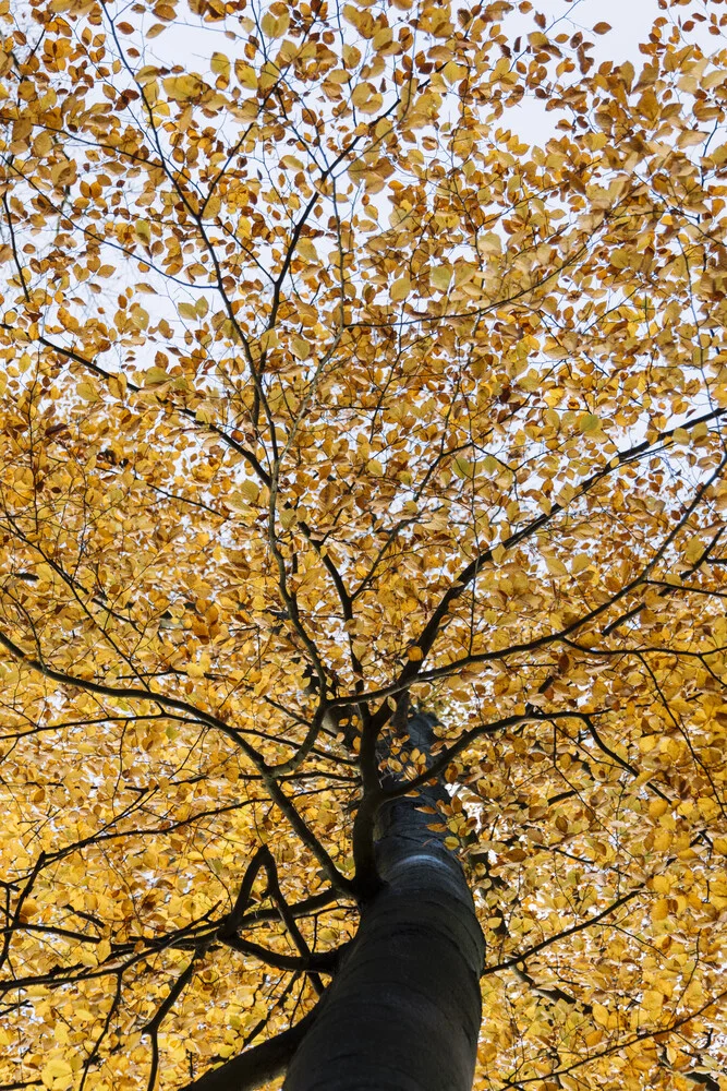Haya con hojas de otoño - Fotografía artística de Nadja Jacke