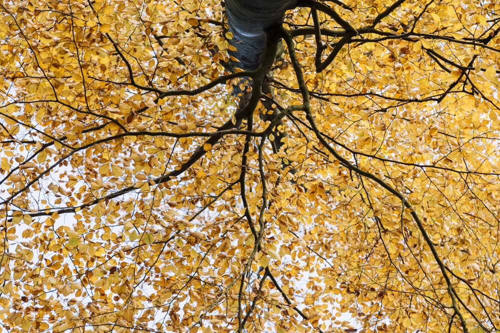 Haya con hojas de otoño - Fotografía artística de Nadja Jacke