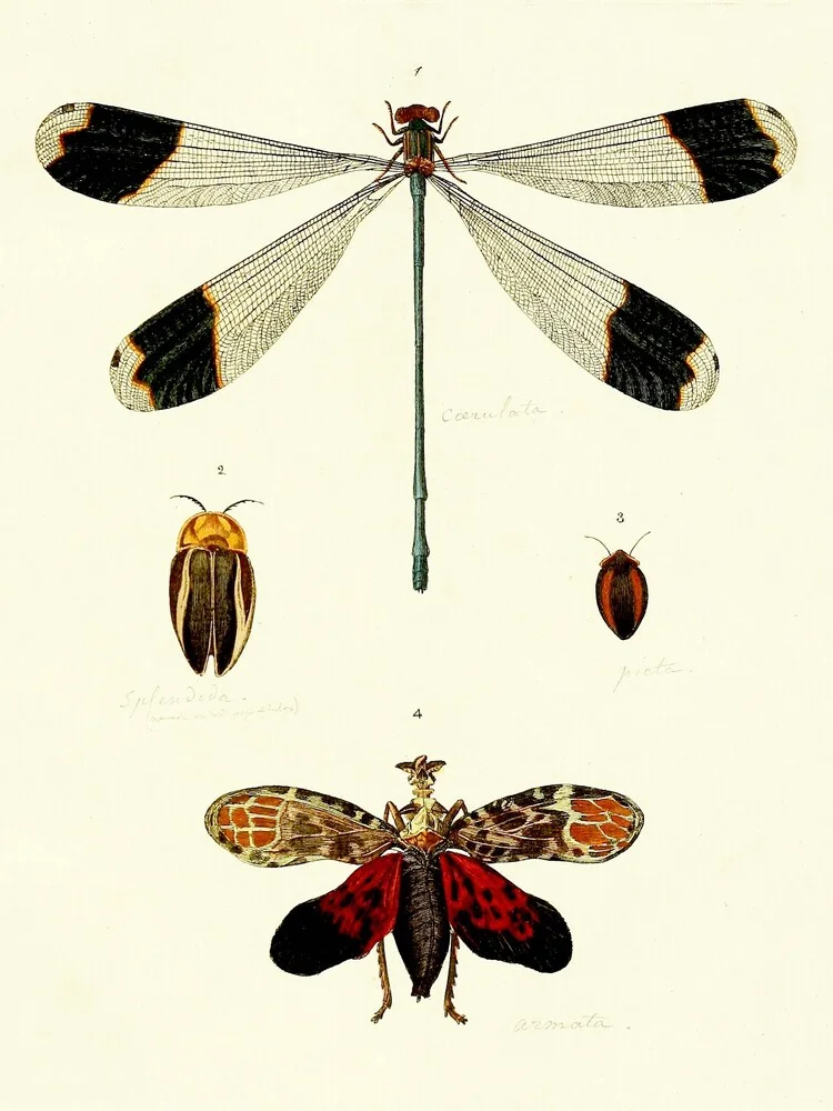 Deagonfly, Beetle, Butterfly - Fotografía artística de Vintage Nature Graphics