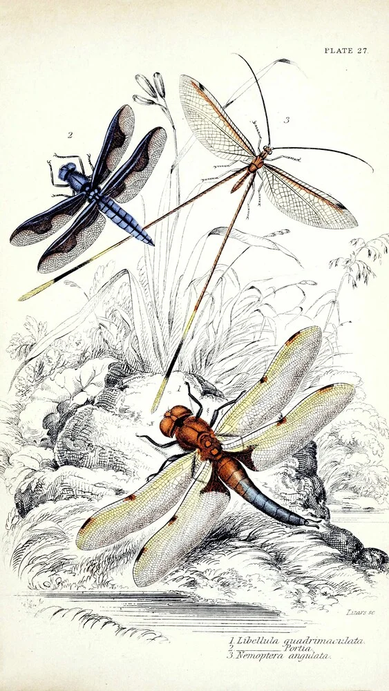 Tres libélulas - Fotografía artística de Vintage Nature Graphics