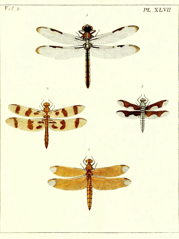 Dragonfly 2 - Fotografía artística de Vintage Nature Graphics