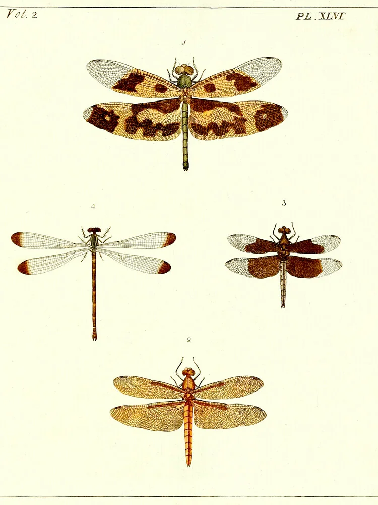 Cuatro libélulas - Fotografía artística de Vintage Nature Graphics