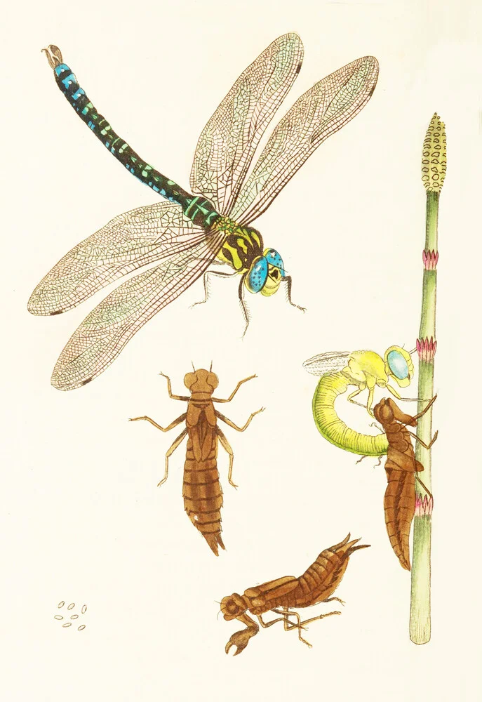 Libélula y otros insectos - Fotografía artística de Vintage Nature Graphics