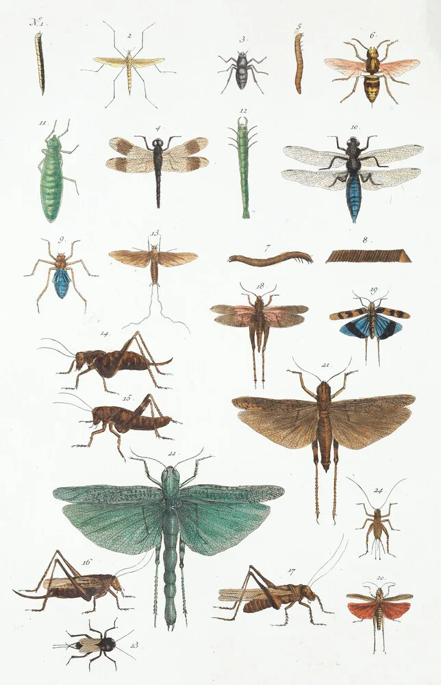Insectos - Fotografía artística de Vintage Nature Graphics