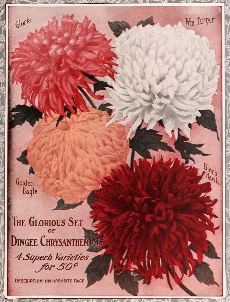 El glorioso conjunto de crisantemos Dingee - Fotografía artística de Vintage Nature Graphics