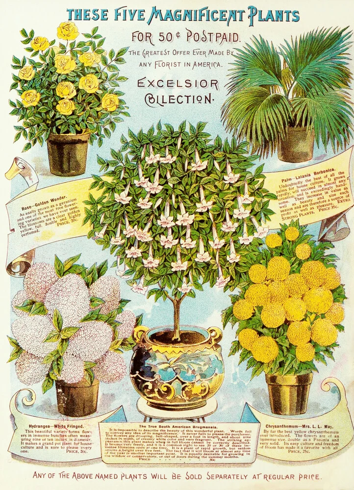 Estas cinco magníficas plantas por 50 ¢ - Fotografía artística de Vintage Nature Graphics