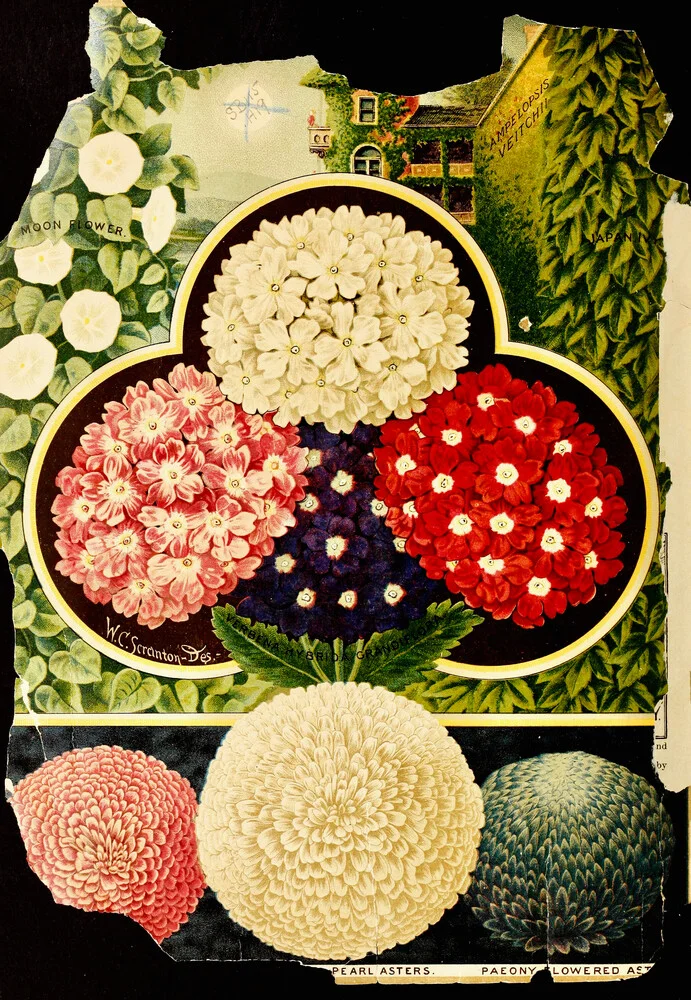 Crisantemos y otras flores - Fotografía artística de Vintage Nature Graphics