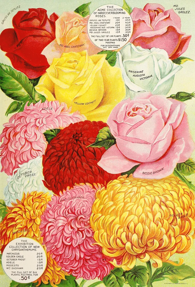 Crisantemos y rosas - Fotografía artística de Vintage Nature Graphics