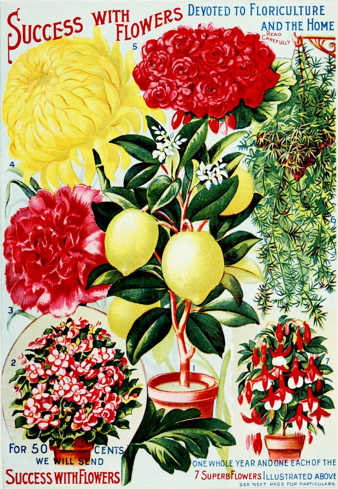 Éxito con flores - Fotografía artística de Vintage Nature Graphics