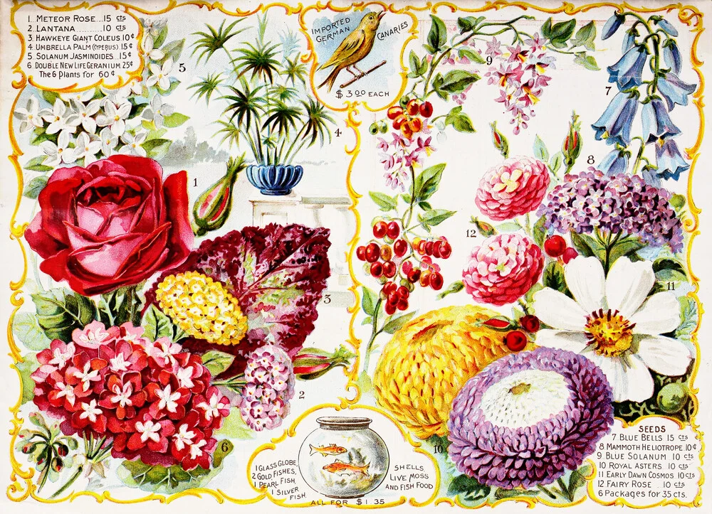 Flores mixtas de ilustración vintage - Fotografía artística de Vintage Nature Graphics