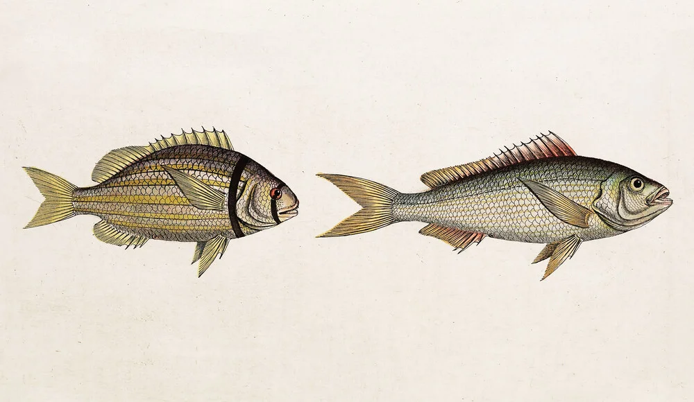 Fish 2 - Fotografía artística de Vintage Nature Graphics