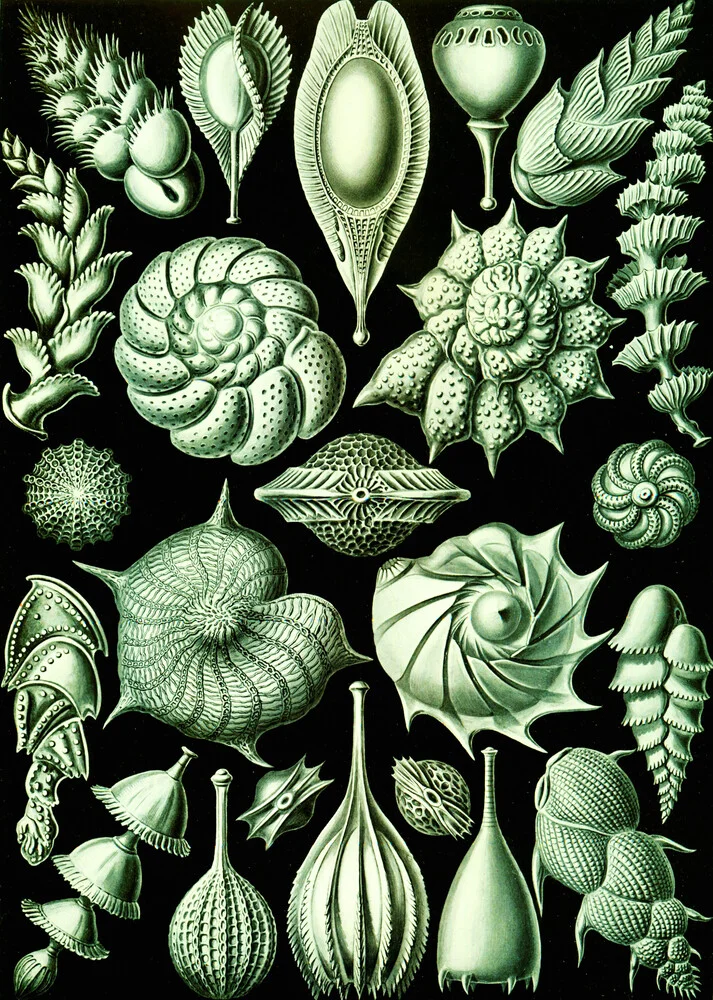 Thalamophora - Fotografía artística de Vintage Nature Graphics