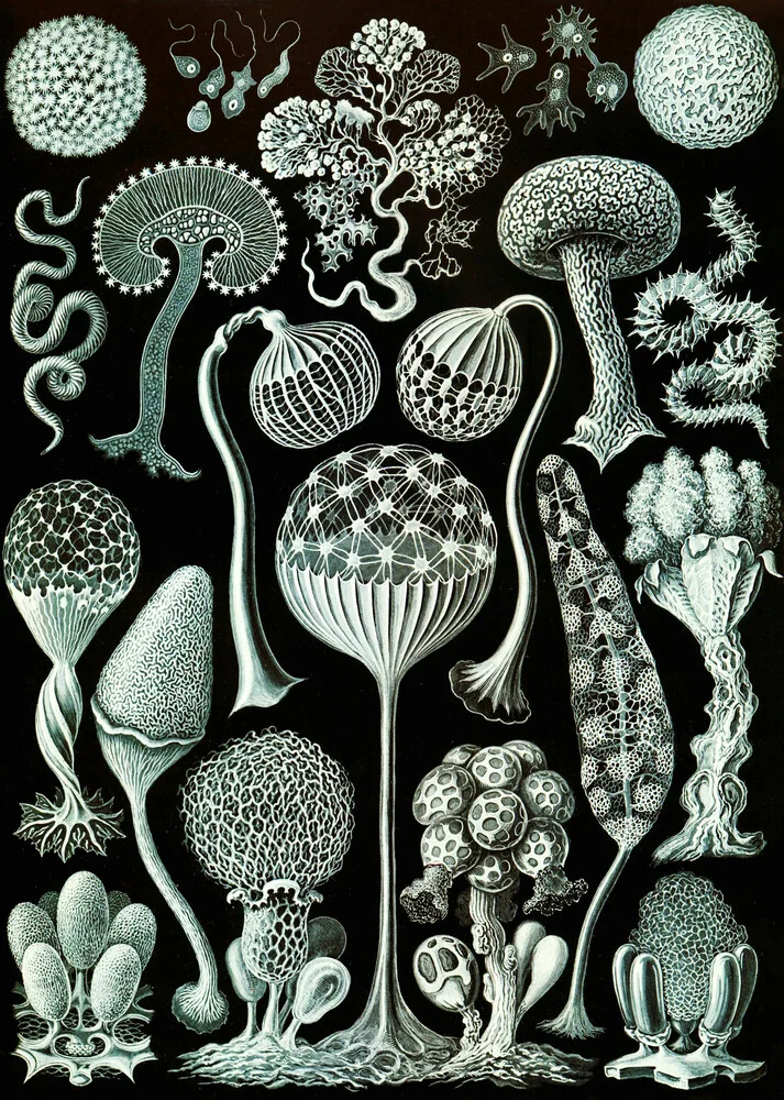 Mycetozoa - Fotografía artística de Vintage Nature Graphics