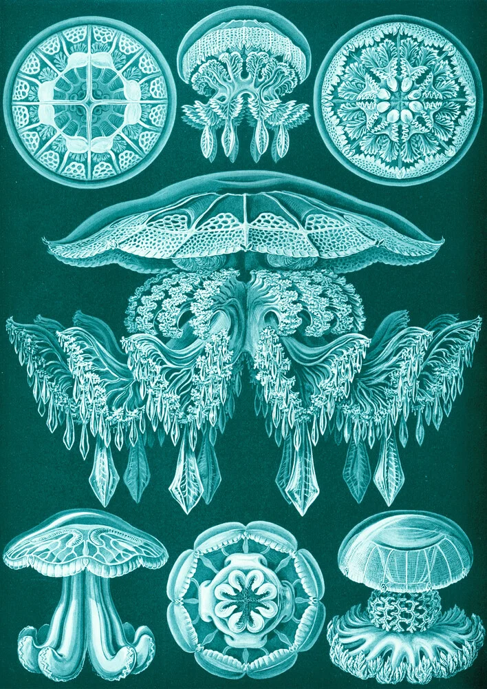 Discomedusae - Fotografía artística de Vintage Nature Graphics