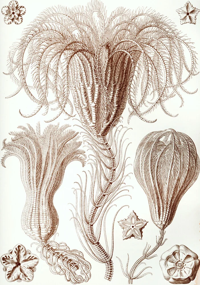 Crinoidea - Fotografía artística de Vintage Nature Graphics
