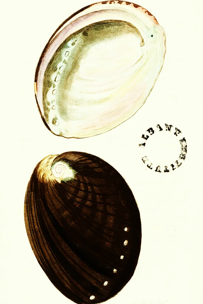 Vintage Illustration Shells 2 - Fotografía artística de Vintage Nature Graphics