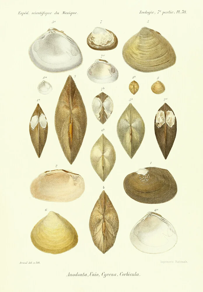 Vintage Illustration Shells 11 - Fotografía artística de Vintage Nature Graphics