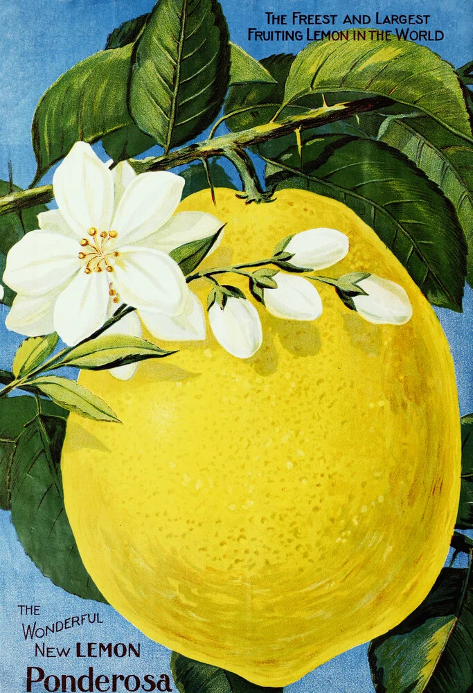 The Wonderful New Lemon Ponderosa - Fotografía artística de Vintage Nature Graphics