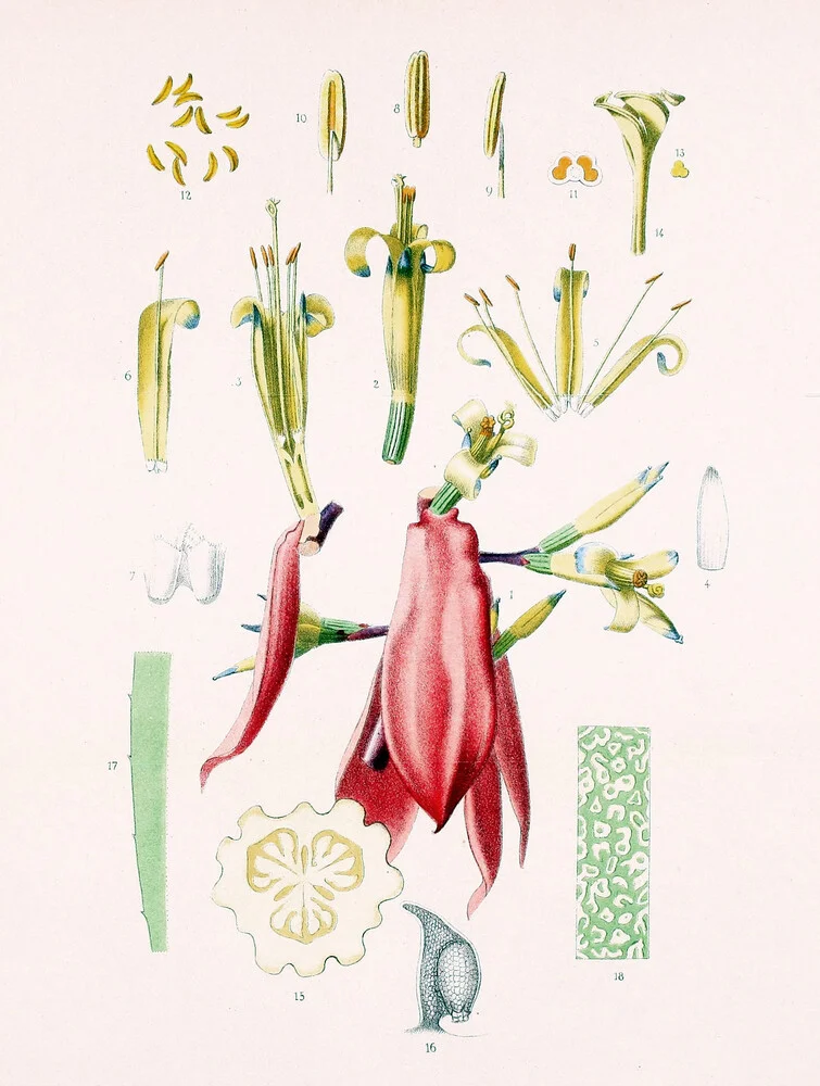 Billbergia Amoena - Fotografía artística de Vintage Nature Graphics