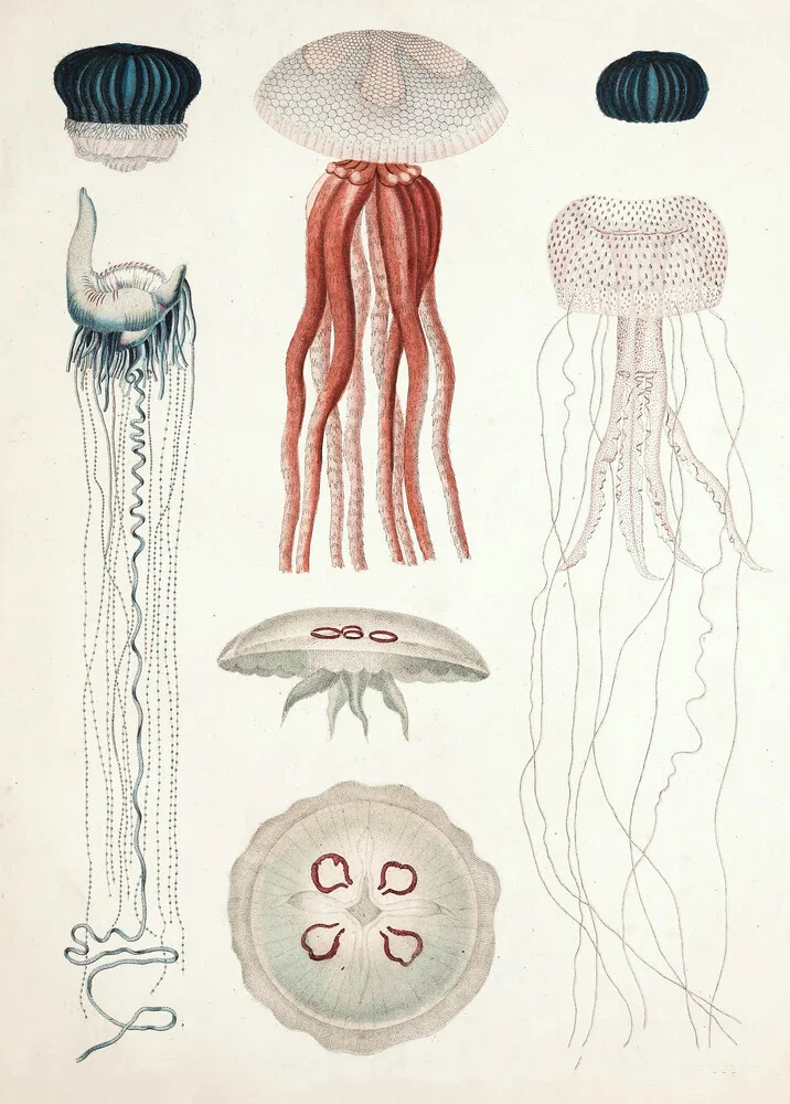 Ilustración vintage de diferentes tipos de medusas - Fotografía artística de Vintage Nature Graphics
