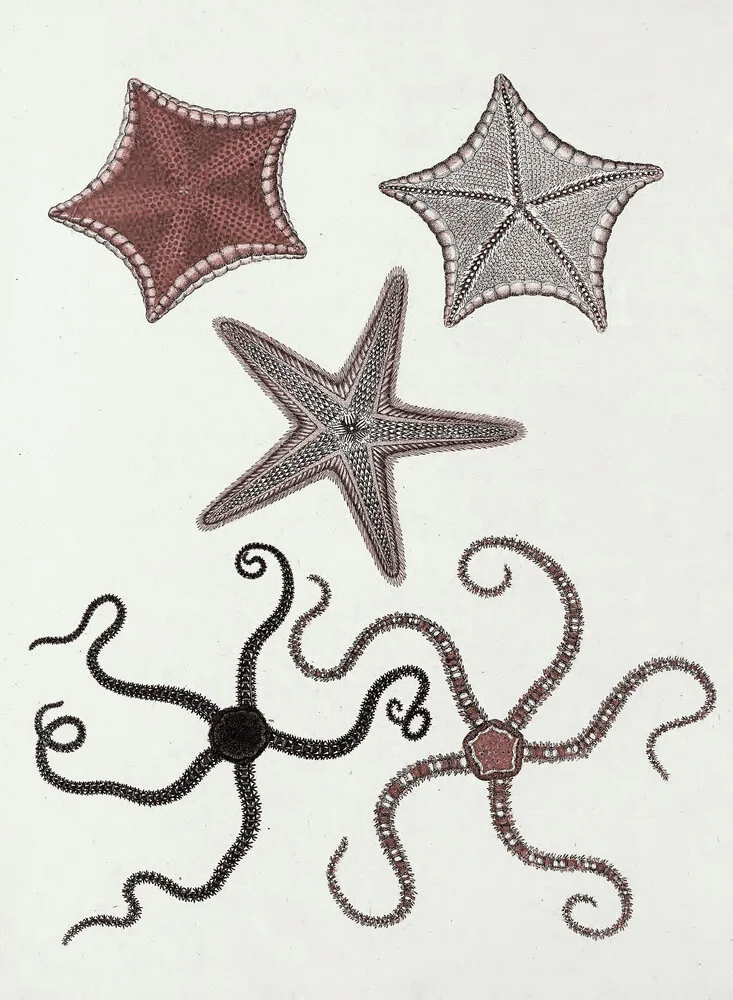 Ilustración vintage de estrellas de mar - Fotografía artística de Vintage Nature Graphics
