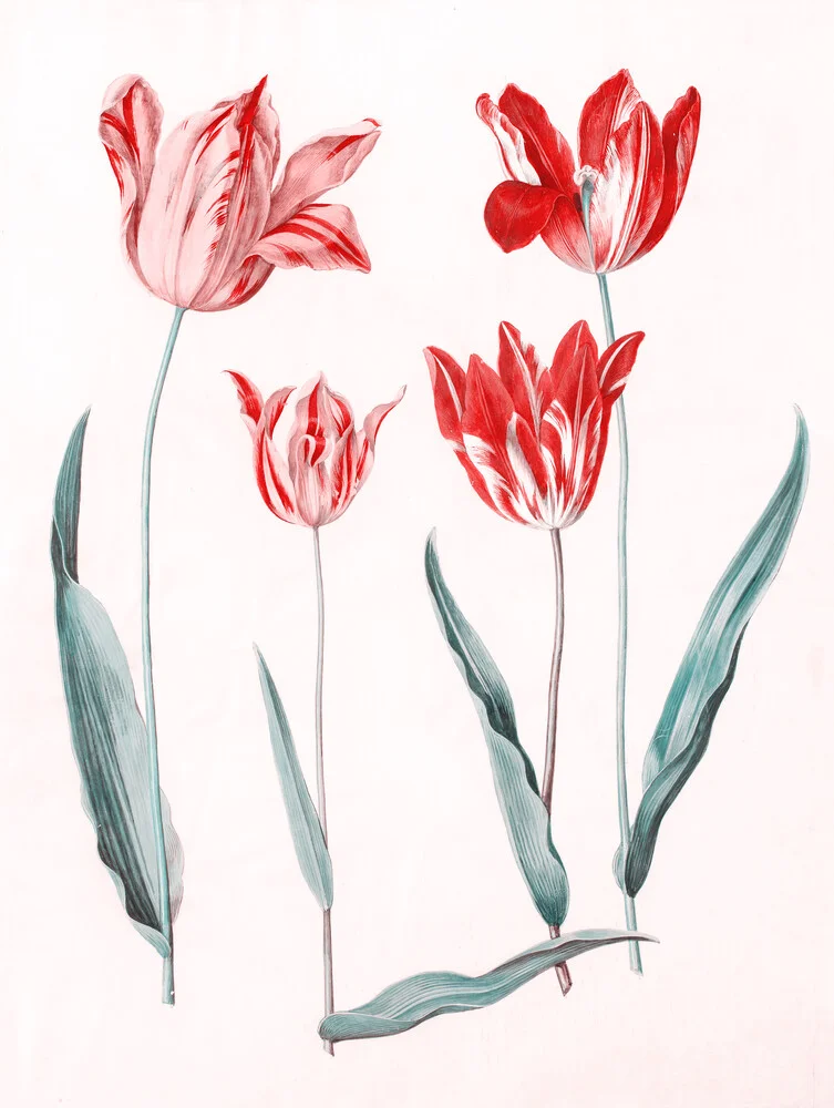 Tulipa Gesneriana - Fotografía artística de Vintage Nature Graphics