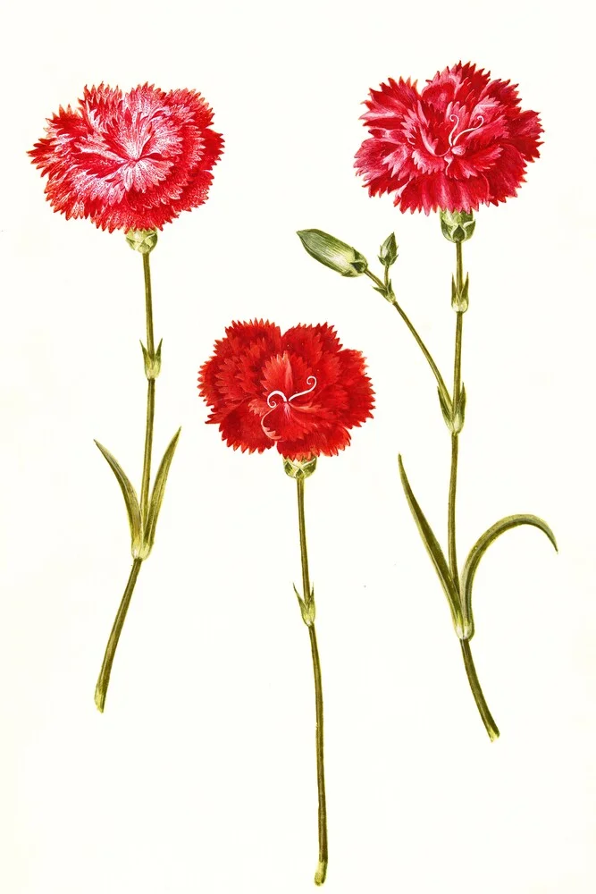 Ilustración vintage de Dianthus Caryophyllus - Fotografía artística de Vintage Nature Graphics