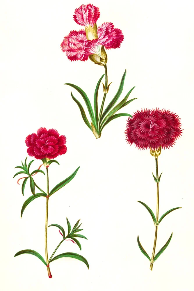 Ilustración vintage de claveles - Fotografía artística de Vintage Nature Graphics