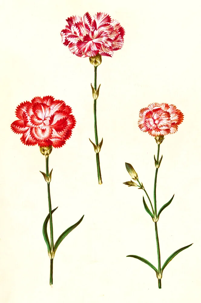 Ilustración vintage de claveles rojos - Fotografía artística de Vintage Nature Graphics