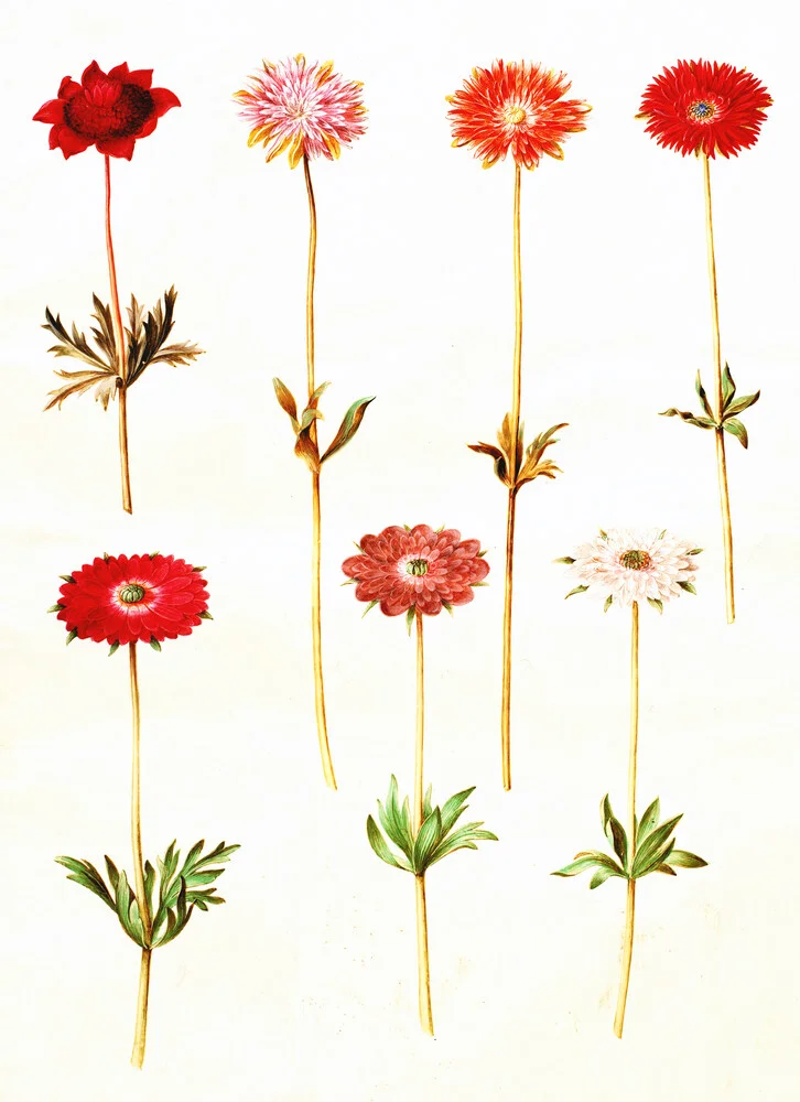 Ilustración vintage Anemone coronaria - Fotografía artística de Vintage Nature Graphics