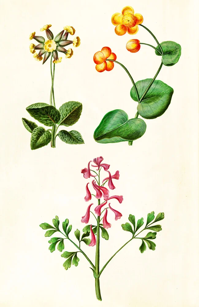 Ilustración vintage de varias flores - Fotografía artística de Vintage Nature Graphics