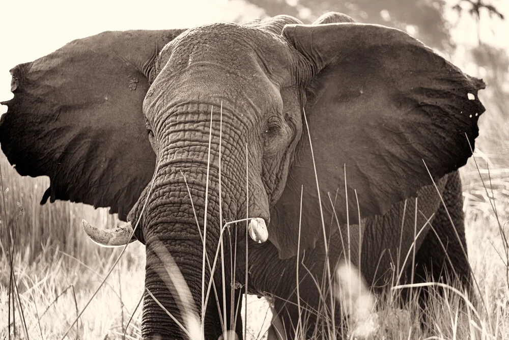 Elefante Delta del Okavango - Fotografía artística de Dennis Wehrmann