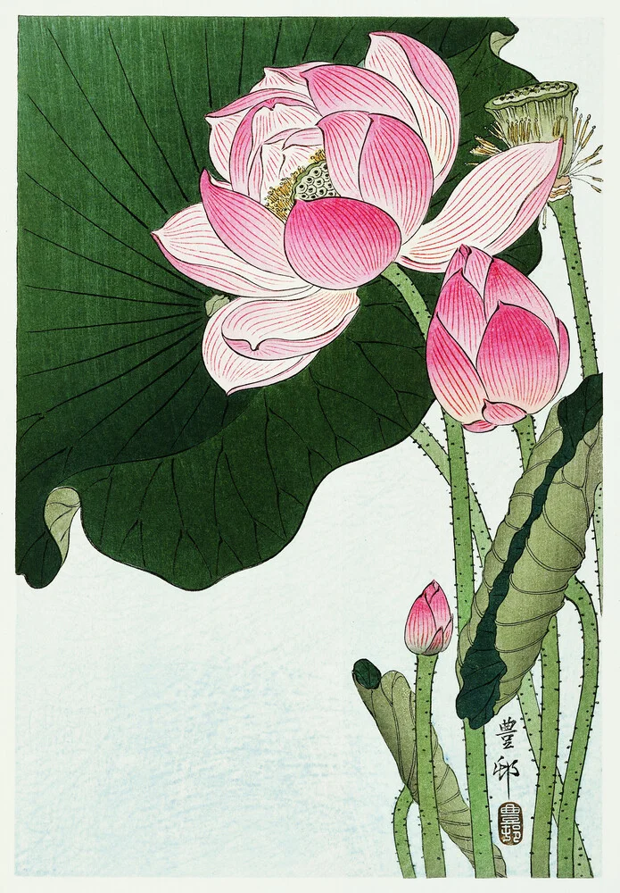 Flores de loto de Ohara Koson - fotografía de arte japonés vintage
