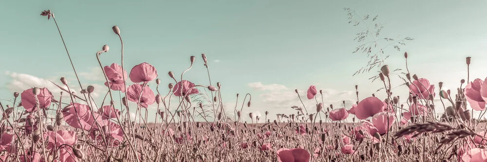Vintage Poppy Field - Fotografía artística de Melanie Viola