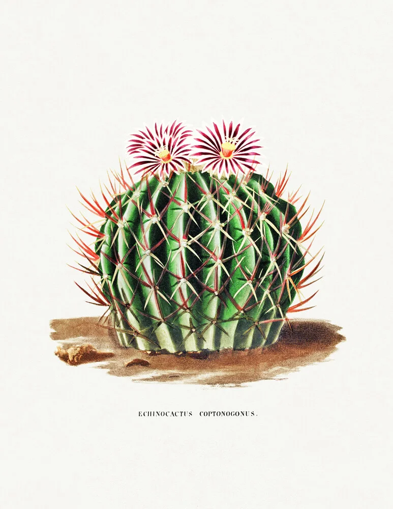 Echinocactus Coptonogonus - Fotografía artística de Vintage Nature Graphics